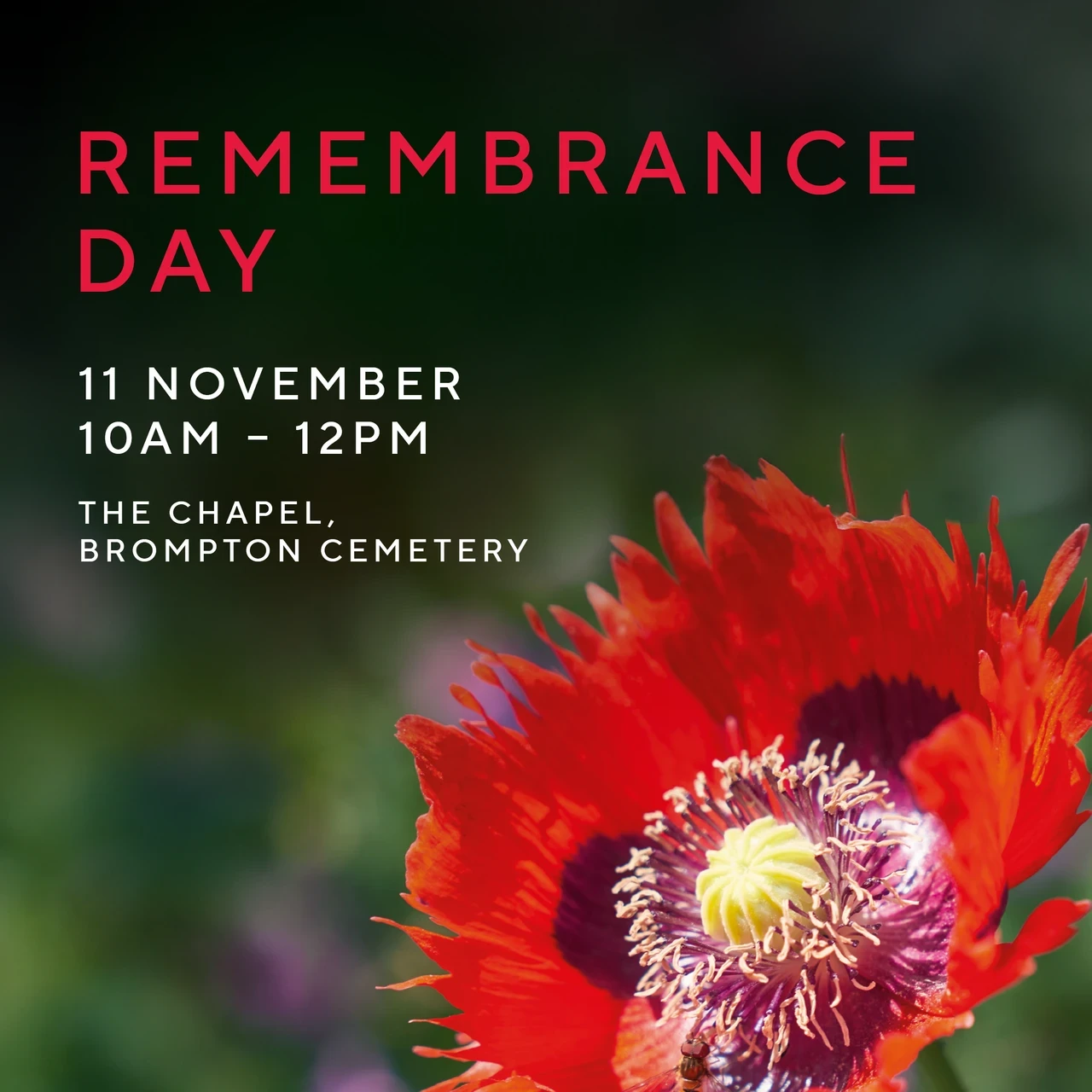 Remembrance Day at Brompton Cemetery
