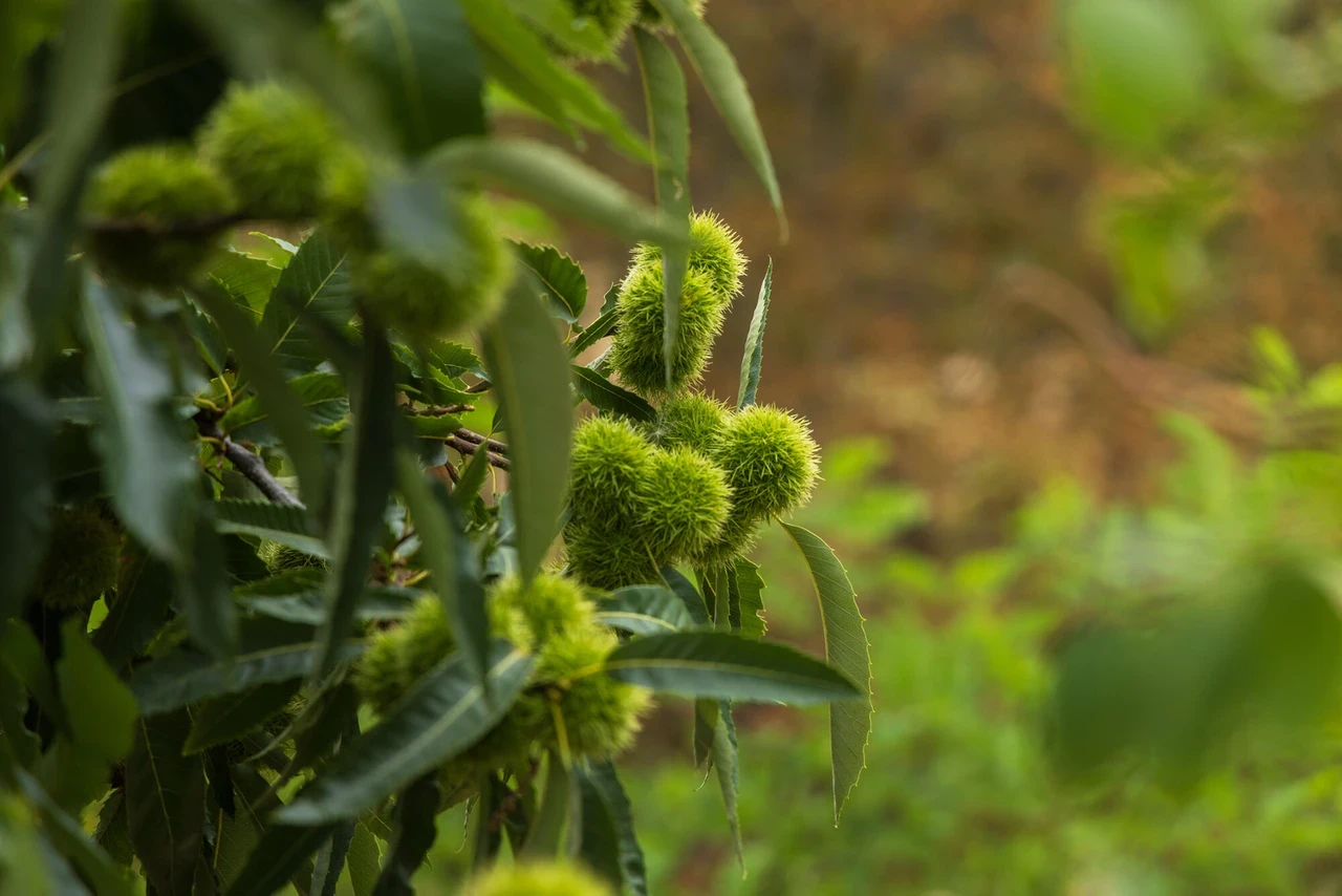 Chestnut tree with burrs in Greenwich Park