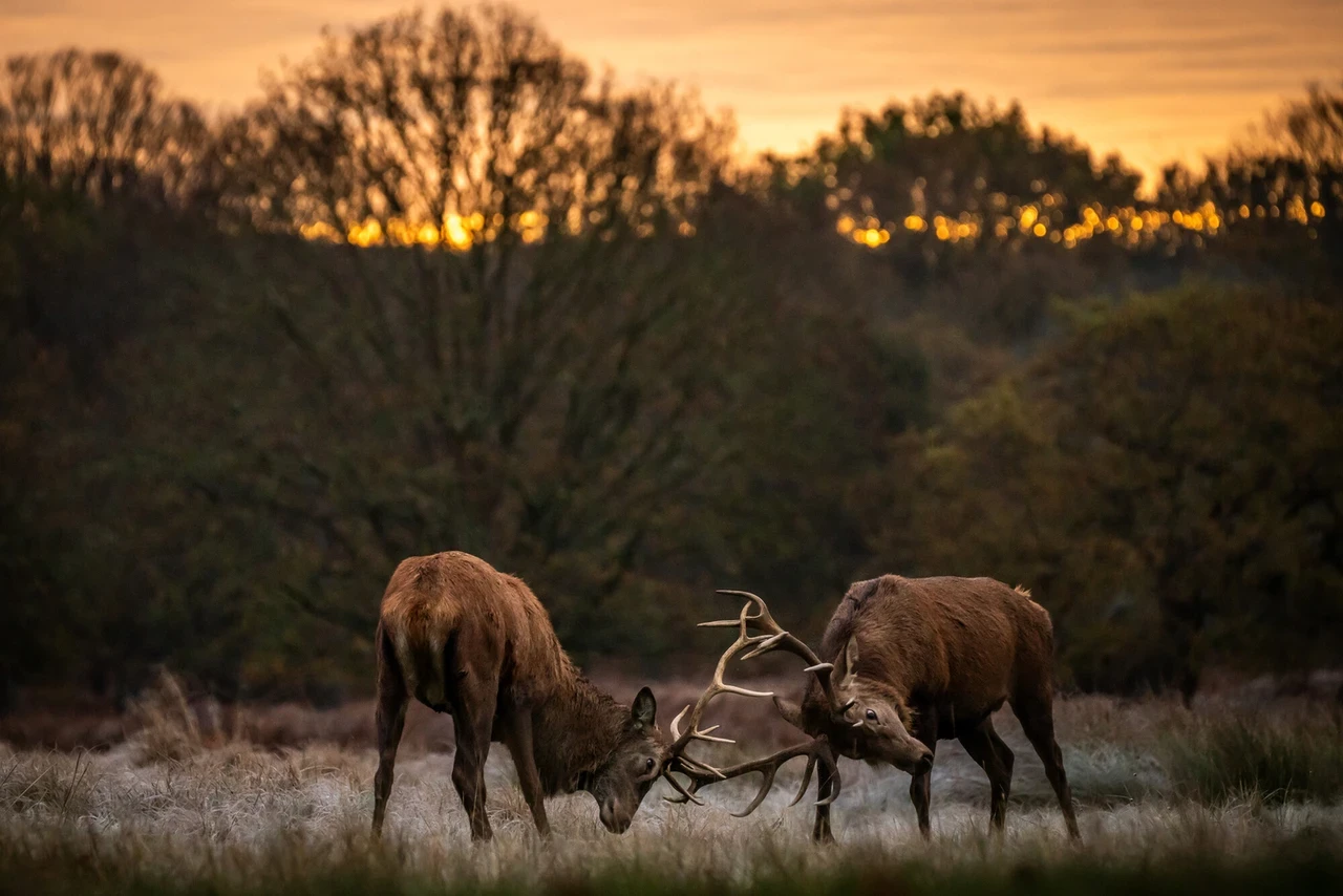 Deer rutting in Richmond Park