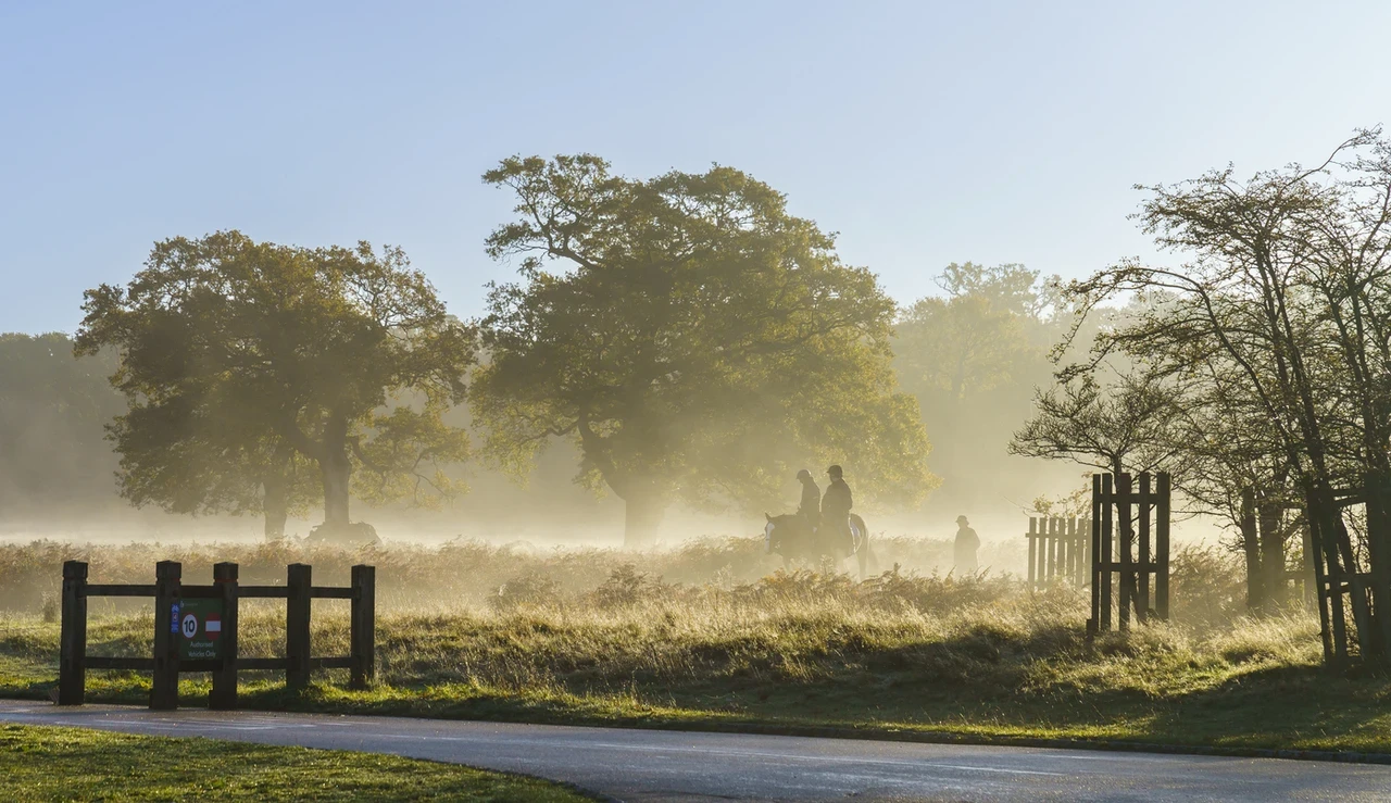 Autumn fog in Richmond Park