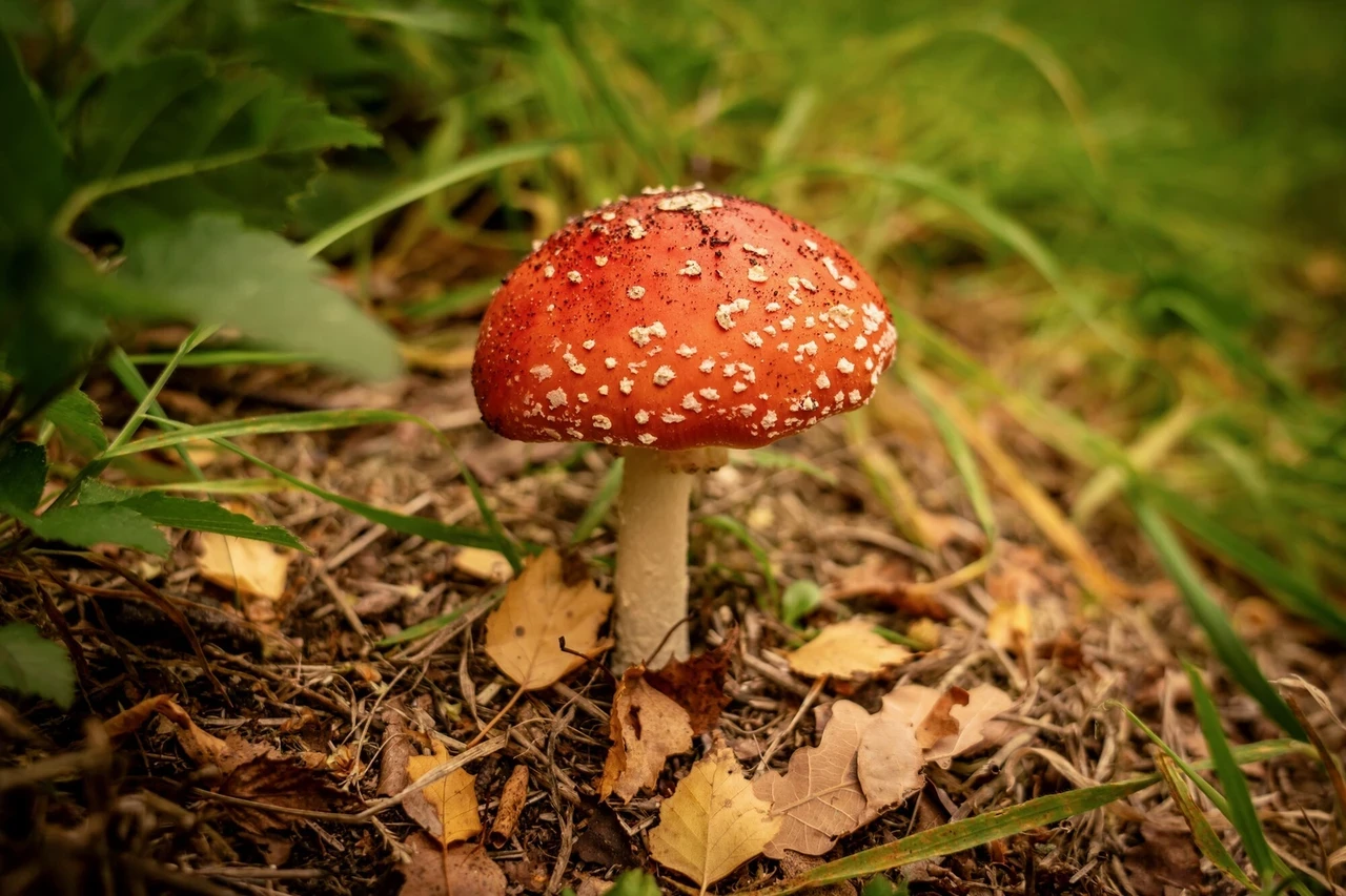 Mushroom in Richmond Park