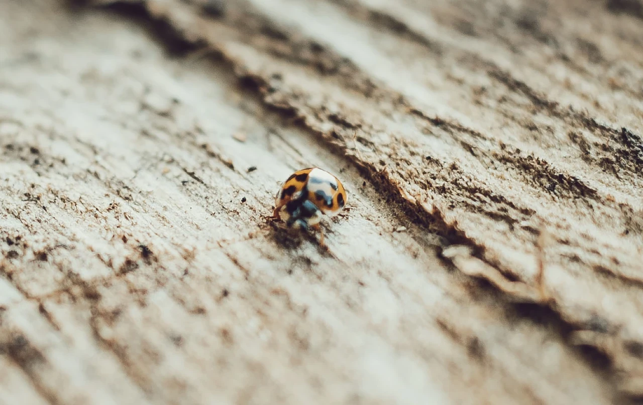 Ladybird on wood
