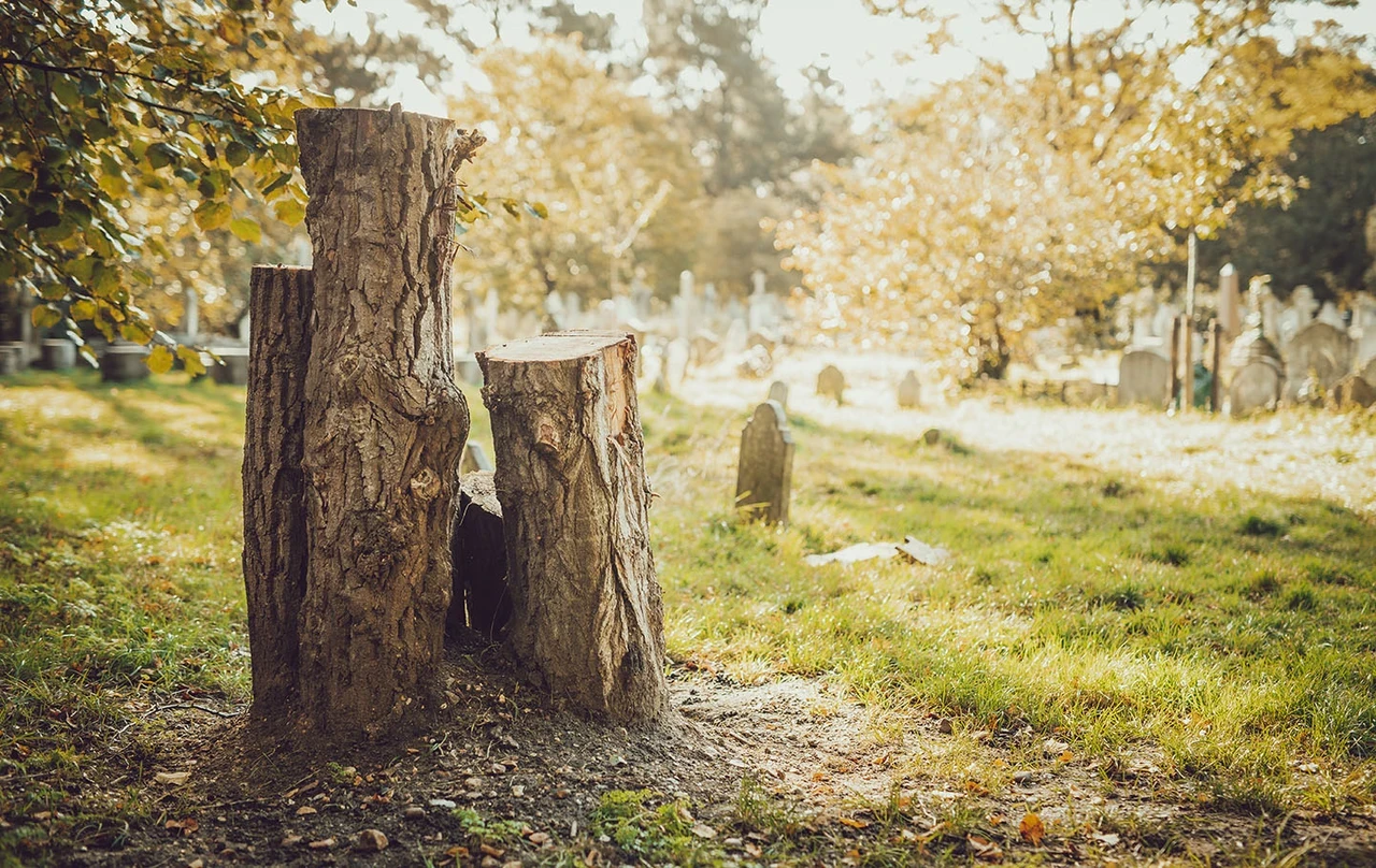 Logs in the cemetery
