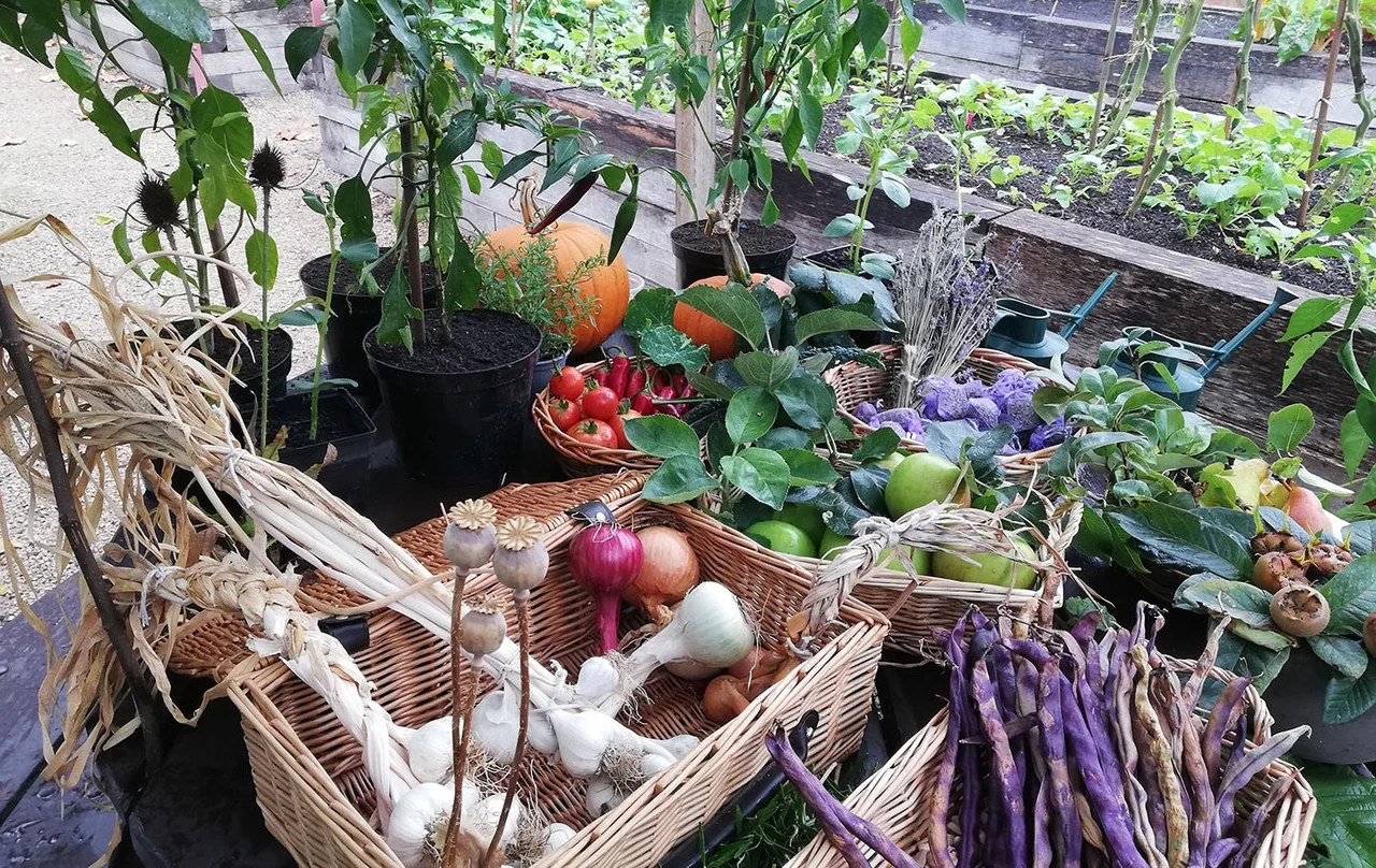 Fruit and vegetables fresh from the garden