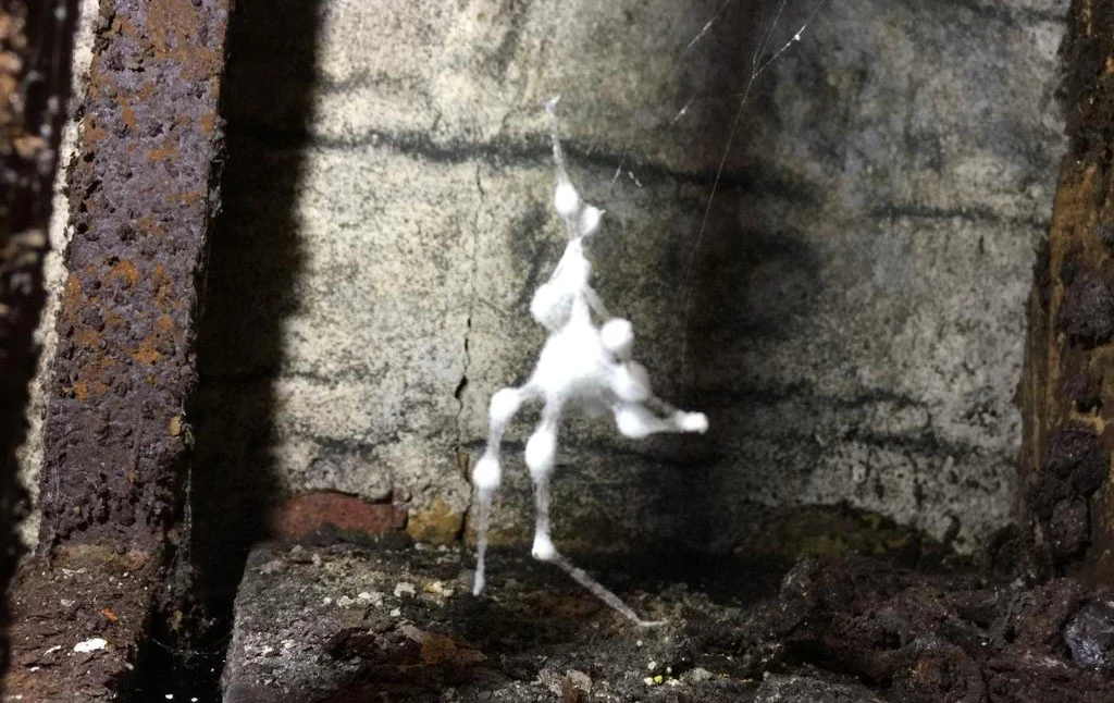 Zombie spider