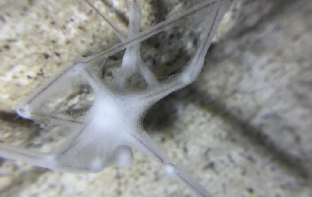 Zombie spider
