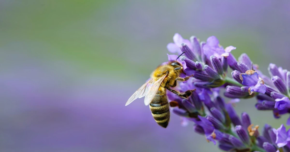 Flower power and LGBT+ history | The Royal Parks