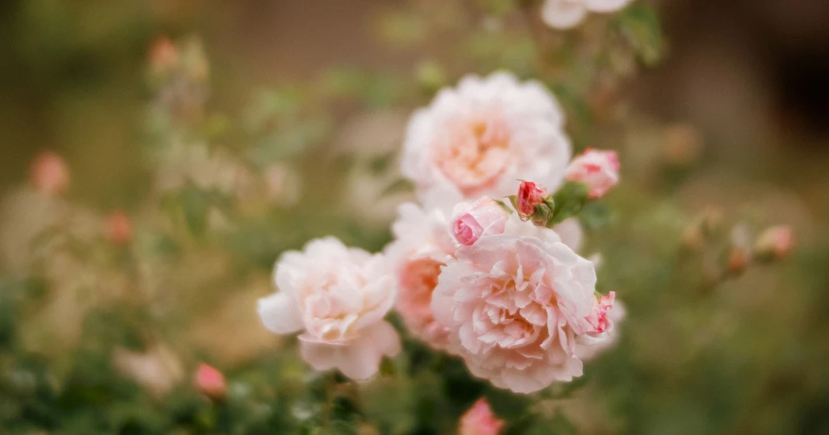 Rose Garden