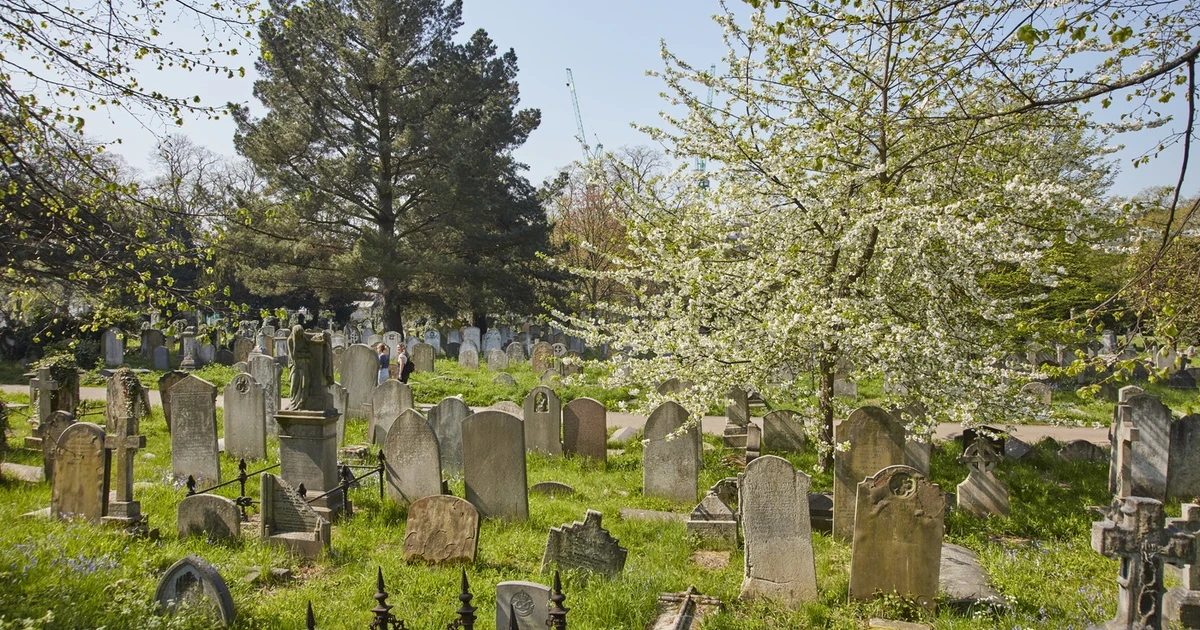 Trees of Brompton Cemetery Walking Tour