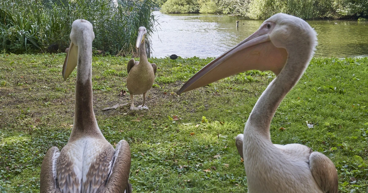 Hidden Stories of St. James's Park Walking Tour