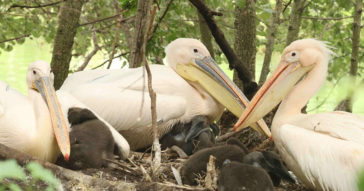 Photograph accompanying A zoo welfare case for 'good stress' rides on London's first pelican chicks in 360 years